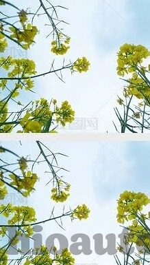 麻豆69堂免费视频-麻豆69堂，解锁网络视频教育的多样色彩