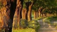 在线播放麻豆传媒视频-网络时代之暗河，探秘麻豆传媒视频的在线狂澜
