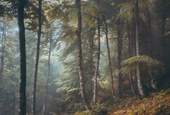 最新麻豆传媒国产-探索国内成人内容创作的新方向——最新麻豆传媒国产作品分析